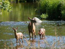 Doe and Fawns
