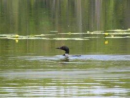 Loon