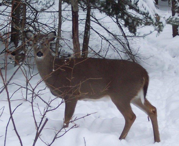 Deer