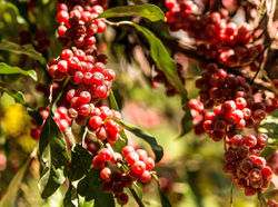 Autumn Olive