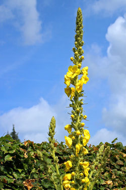 Mullein
