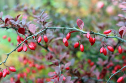 Japanese Barberry