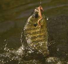 Bluegill