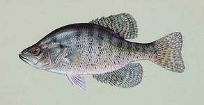 Crappie