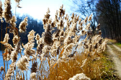 Phragmites