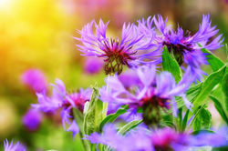 Spotted Knapweed