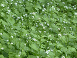 Garlic Mustard