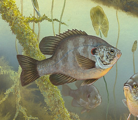 Sunfish
